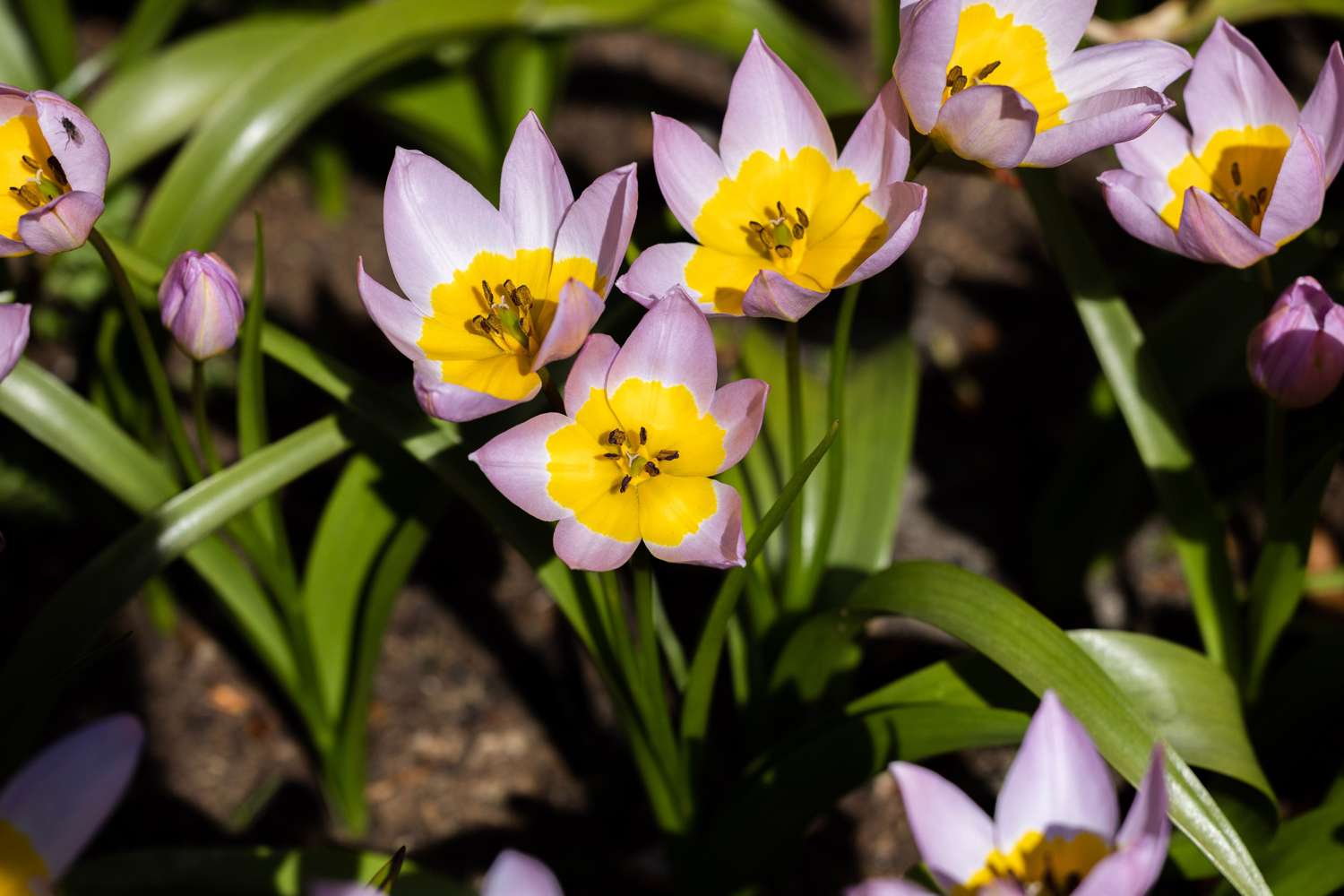 Tulpe 'Saxatilis' - Tulipaner